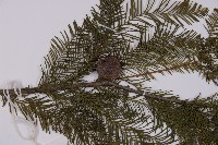 落羽松、美國水松藏品圖，第3張