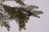 落羽松、美國水松藏品圖，第4張