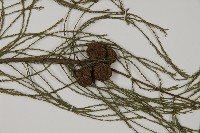 池杉藏品圖，第3張