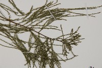 池杉藏品圖，第4張