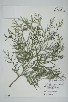 台灣肖楠藏品圖，第1張