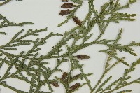 台灣肖楠藏品圖，第3張