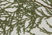 台灣肖楠藏品圖，第5張