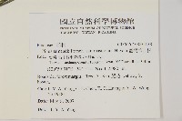 臺灣華山松藏品圖，第2張