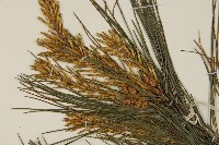 臺灣華山松藏品圖，第4張