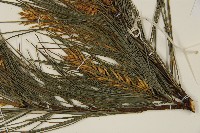 臺灣華山松藏品圖，第5張