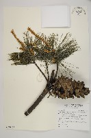 臺灣華山松藏品圖，第1張