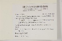 臺灣華山松藏品圖，第2張