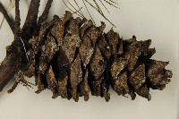 臺灣華山松藏品圖，第3張