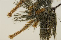 臺灣華山松藏品圖，第4張