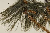 臺灣華山松藏品圖，第5張