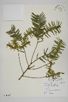 臺灣粗榧、台灣三尖杉藏品圖，第1張