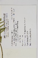 臺灣粗榧、台灣三尖杉藏品圖，第2張