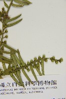 臺灣粗榧、台灣三尖杉藏品圖，第3張