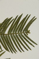 臺灣粗榧、台灣三尖杉藏品圖，第4張