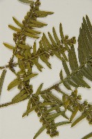 臺灣粗榧、台灣三尖杉藏品圖，第5張