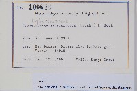 日本粗榧藏品圖，第2張