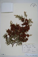 日本扁柏藏品圖，第1張