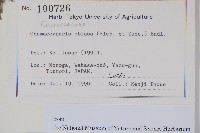 日本扁柏藏品圖，第2張