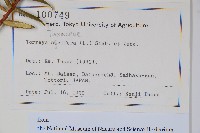 日本榧樹藏品圖，第2張