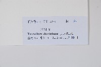 落羽松、美國水松藏品圖，第2張