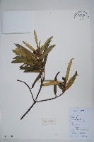 百日青藏品圖，第1張