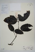 羅浮買麻藤藏品圖，第1張