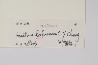 羅浮買麻藤藏品圖，第2張