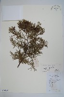 側柏藏品圖，第1張