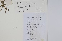 側柏藏品圖，第2張