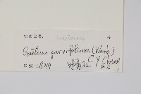 小葉買麻藤藏品圖，第2張