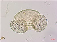 臺灣二葉松藏品圖，第1張