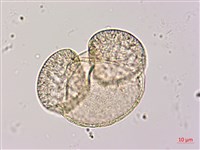 臺灣二葉松藏品圖，第2張