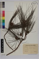 馬尾松藏品圖，第1張