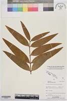 登錄號:G002076藏品圖，第1張