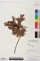 登錄號:G002078藏品圖，第1張