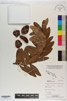 登錄號:G002103藏品圖，第1張