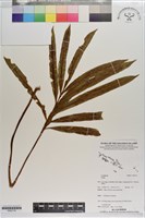 登錄號:G002116藏品圖，第1張