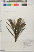 臺灣華山松藏品圖，第1張