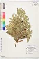 蘭嶼羅漢松藏品圖，第1張