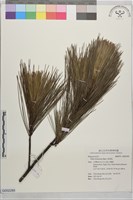 琉球松藏品圖，第1張