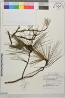 臺灣二葉松藏品圖，第1張