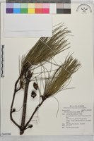 臺灣二葉松藏品圖，第1張