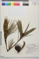 臺灣二葉松藏品圖，第1張