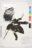 羅浮買麻藤藏品圖，第1張