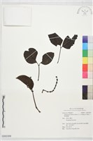 小葉買麻藤藏品圖，第1張