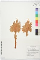 蘇鐵、鐵樹藏品圖，第1張