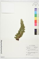 登錄號:G002311藏品圖，第1張