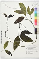 羅浮買麻藤藏品圖，第1張