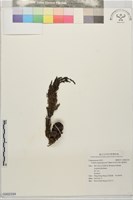 藍絲柏藏品圖，第1張